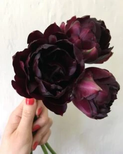 Tulip 'Black Hero' 16 Tulip 'Black Hero' -Beauty Flowers Shop tulip black hero 03