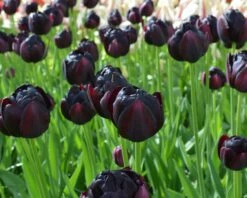 Tulip 'Black Hero' 18 Tulip 'Black Hero' -Beauty Flowers Shop tulip black hero 2