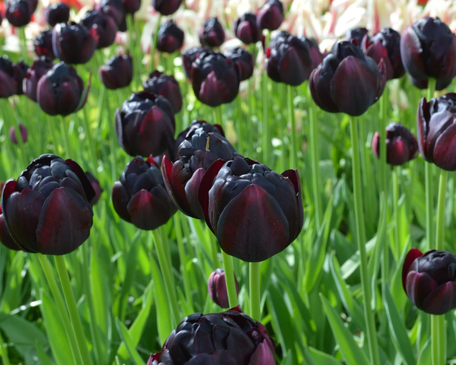 Tulip 'Black Hero' 10 Tulip 'Black Hero' - Image 8
