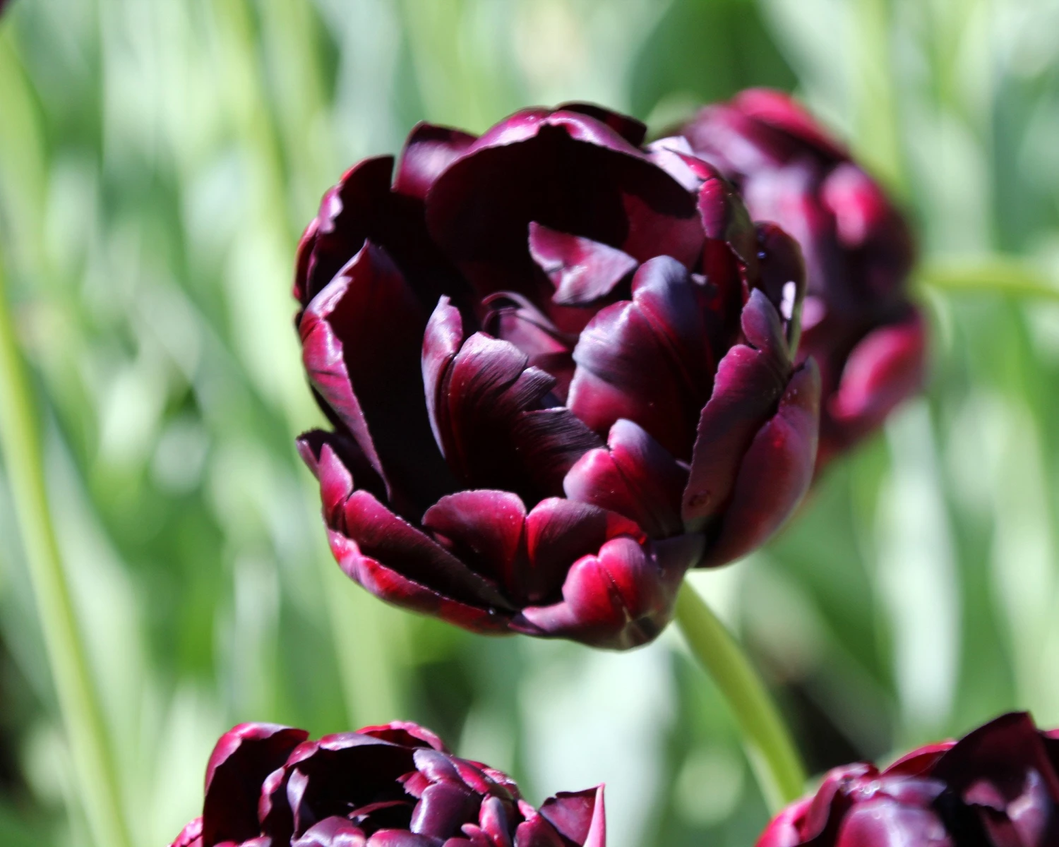 Tulip 'Black Hero' 4 Tulip 'Black Hero' - Image 2