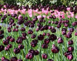 Tulip 'Black Hero' 17 Tulip 'Black Hero' -Beauty Flowers Shop tulip black hero 3 5148c29a 36d6 402a 88d4 ec94d1a21654