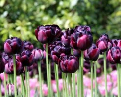 Tulip 'Black Hero' 19 Tulip 'Black Hero' -Beauty Flowers Shop tulip black hero 4 800a10de 59f0 49a4 aa60 dc6bfa11d119