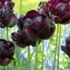 Tulip 'Black Hero' 1 Tulip 'Black Hero' -Beauty Flowers Shop tulip black hero 5