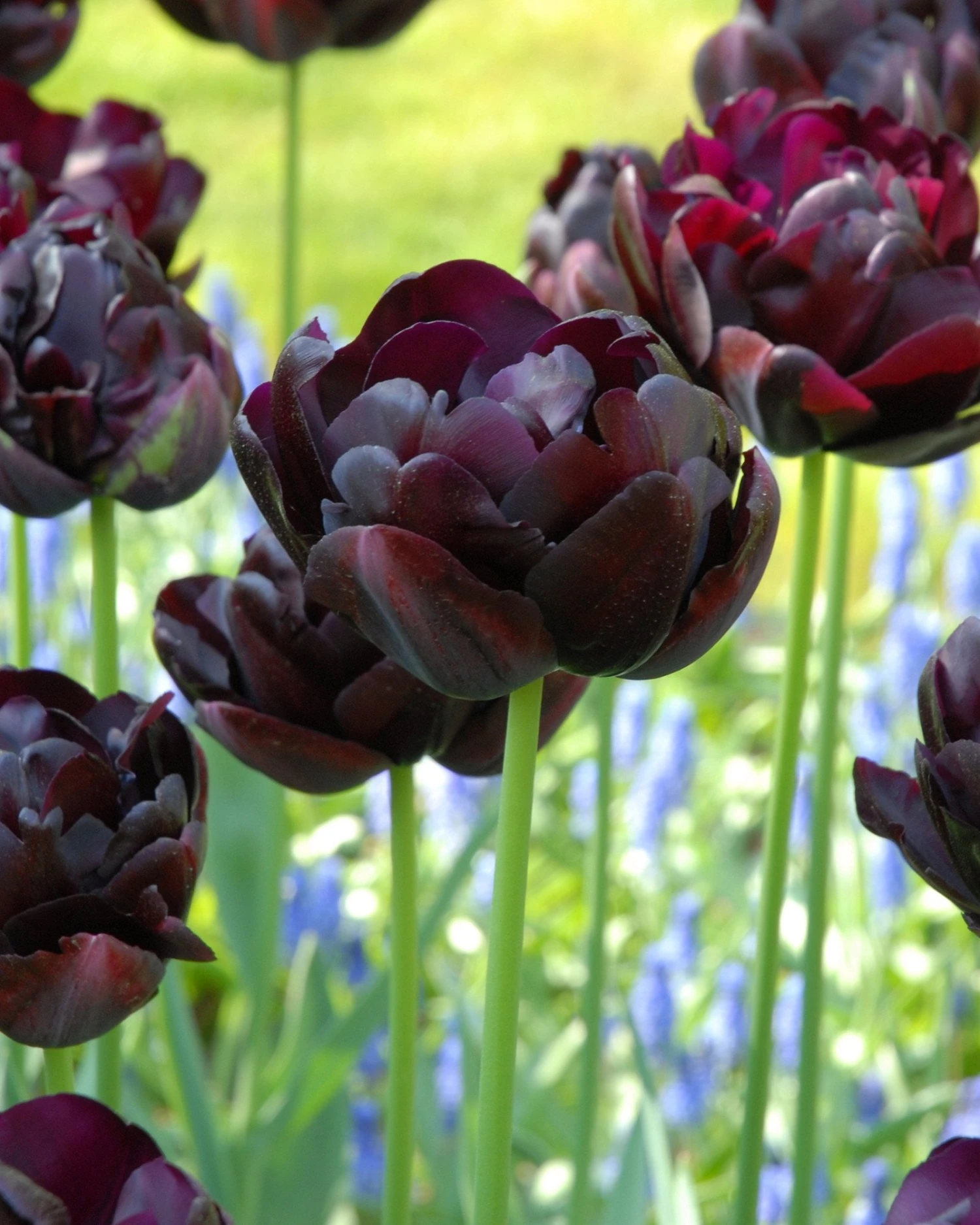 Tulip 'Black Hero' 3 Tulip 'Black Hero'
