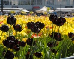 Tulip 'Black Hero' 14 Tulip 'Black Hero' -Beauty Flowers Shop tulip black hero 6