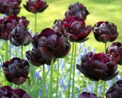 Tulip 'Black Hero' 15 Tulip 'Black Hero' -Beauty Flowers Shop tulip black hero 7