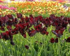 Tulip 'Black Parrot' 15 Tulip 'Black Parrot' -Beauty Flowers Shop tulip black parrot 1