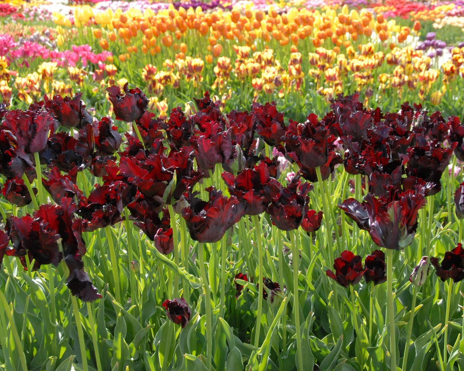 Tulip 'Black Parrot' 4 Tulip 'Black Parrot' - Image 2