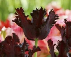 Tulip 'Black Parrot' 23 Tulip 'Black Parrot' -Beauty Flowers Shop tulip black parrot 1 cd905e29 b8fc 493d aa0b 9f10c2fb86bf