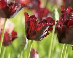 Tulip 'Black Parrot' 16 Tulip 'Black Parrot' -Beauty Flowers Shop tulip black parrot 2 d4534a07 9d42 45e0 8c0b c3aaeb3e862d
