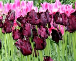 Tulip 'Black Parrot' 20 Tulip 'Black Parrot' -Beauty Flowers Shop tulip black parrot 3 291b1288 3a27 4c3e b583 613db30689d0