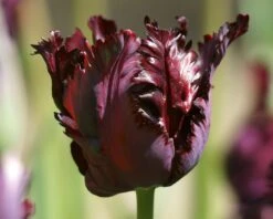 Tulip 'Black Parrot' 25 Tulip 'Black Parrot' -Beauty Flowers Shop tulip black parrot 3 e38081cf 112f 4049 a1d3 4ae64804feb0