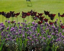 Tulip 'Black Parrot' 18 Tulip 'Black Parrot' -Beauty Flowers Shop tulip black parrot 4