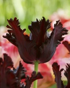 Tulip 'Black Parrot' 19 Tulip 'Black Parrot' -Beauty Flowers Shop tulip black parrot 4 10753e7a 038d 449d aa38 0d776718e24d