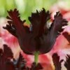 Tulip 'Black Parrot' 2 Tulip 'Black Parrot' -Beauty Flowers Shop tulip black parrot 4 ad42b4b2 1501 417a ac4e 16aae9d0c647