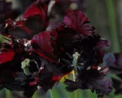Tulip 'Black Parrot' 22 Tulip 'Black Parrot' -Beauty Flowers Shop tulip black parrot 5