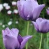 Tulip 'Bleu Aimable' 1 Tulip 'Bleu Aimable' -Beauty Flowers Shop tulip blue aimable 00