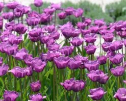 Tulip 'Bleu Aimable' 9 Tulip 'Bleu Aimable' -Beauty Flowers Shop tulip blue aimable 2