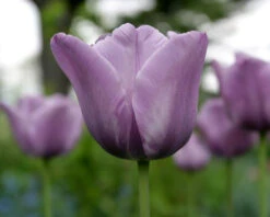 Tulip 'Bleu Aimable' 10 Tulip 'Bleu Aimable' -Beauty Flowers Shop tulip blue aimable 3
