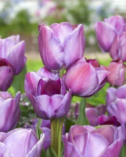 Tulip 'Blue Heaven'