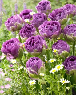 Tulip 'Blue Wow' 7 Tulip 'Blue Wow' -Beauty Flowers Shop tulip blue wow 2