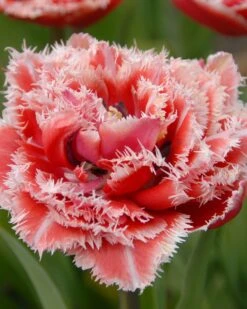 Featured Products 21 Tulip 'Queensland'