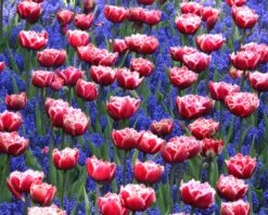 Tulip 'Queensland' 15 Tulip 'Queensland' -Beauty Flowers Shop tulip brest 1 1dbae36a bbc8 42c8 9f9d c578135c76d4