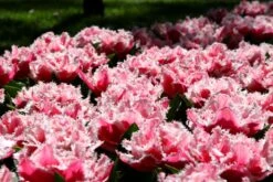 Tulip 'Queensland' 13 Tulip 'Queensland' -Beauty Flowers Shop tulip brest 2 3f1c3b50 65ae 4724 8d94 b0fe7b274ae2