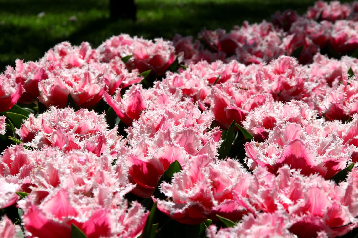 Tulip 'Queensland' 6 Tulip 'Queensland' - Image 4