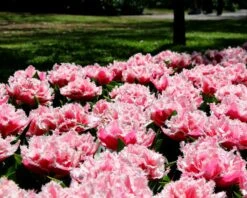 Tulip 'Queensland' 16 Tulip 'Queensland' -Beauty Flowers Shop tulip brest 3 349568e3 70e7 4b20 bbc1 0cb14de77315