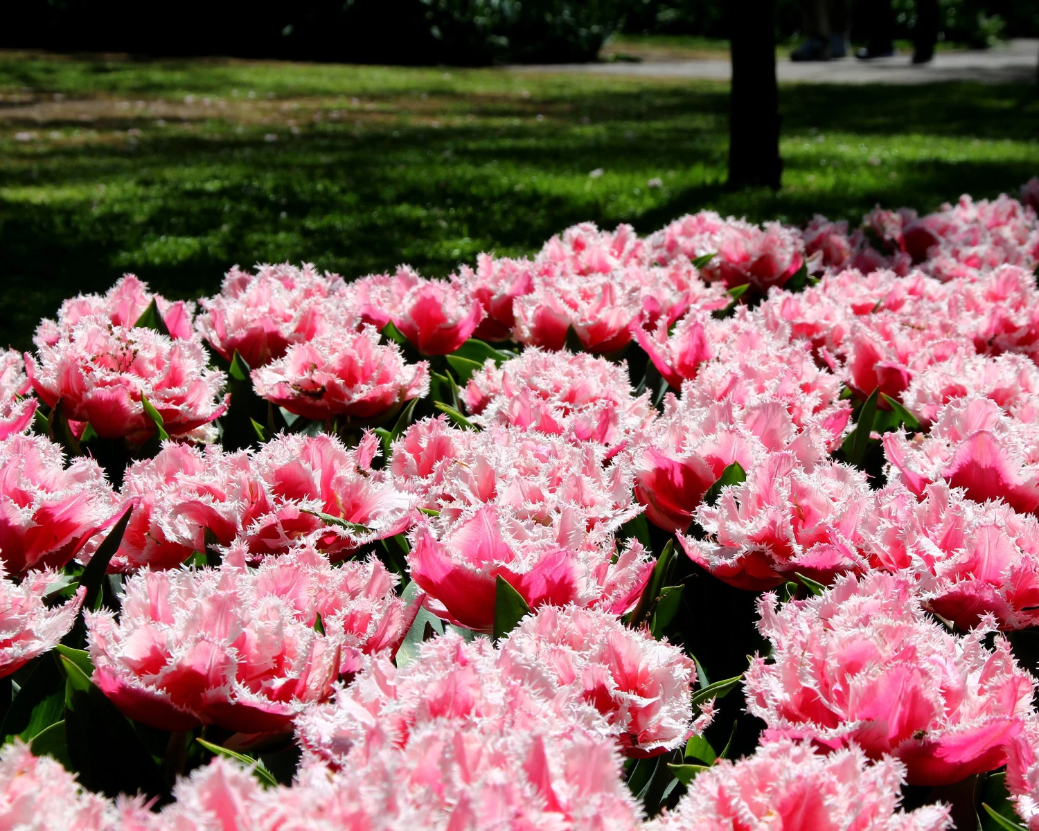 Tulip 'Queensland' 9 Tulip 'Queensland' - Image 7