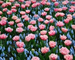 Tulip 'Queensland' 17 Tulip 'Queensland' -Beauty Flowers Shop tulip brest 4