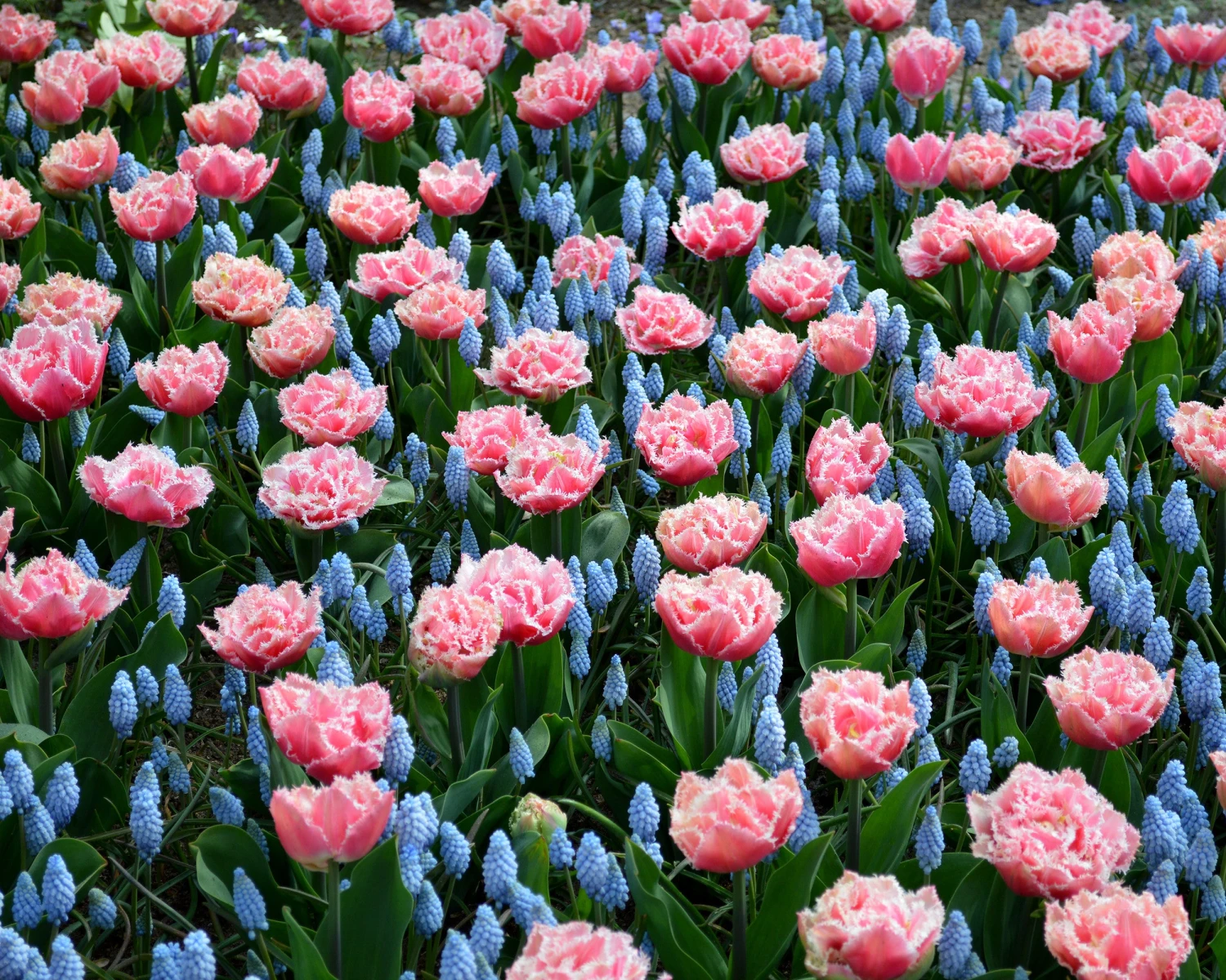 Tulip 'Queensland' 10 Tulip 'Queensland' - Image 8