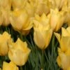Tulip 'Bright Gem' 2 Tulip 'Bright Gem' -Beauty Flowers Shop tulip bright gem 0