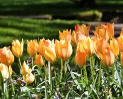 Tulip 'Bright Gem' 12 Tulip 'Bright Gem' -Beauty Flowers Shop tulip bright gem 1 290a38ac 76e8 4aa7 8e4b 0f8bf0067ed5