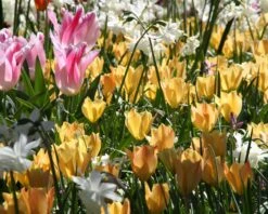 Tulip 'Bright Gem' 11 Tulip 'Bright Gem' -Beauty Flowers Shop tulip bright gem 2 90699219 3b6b 40a4 b816 5241b63f0515