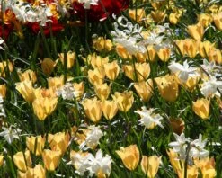 Tulip 'Bright Gem' 13 Tulip 'Bright Gem' -Beauty Flowers Shop tulip bright gem 3 d2970fdd 79ff 458c 9604 79efaf255ec5