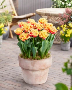 Tulip 'Brisbane' 18 Tulip 'Brisbane' -Beauty Flowers Shop tulip brisbane 1