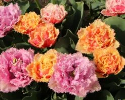 Tulip 'Brisbane' 23 Tulip 'Brisbane' -Beauty Flowers Shop tulip brisbane 10