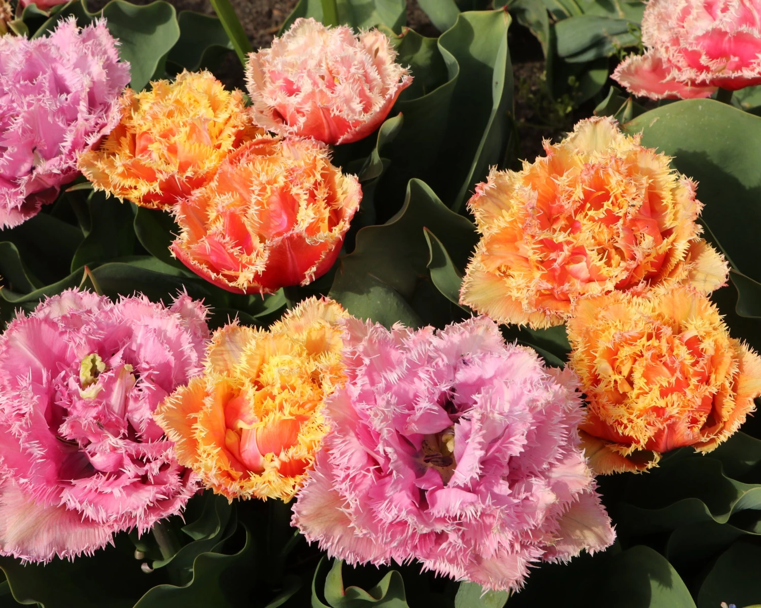 Tulip 'Brisbane' 10 Tulip 'Brisbane' - Image 8