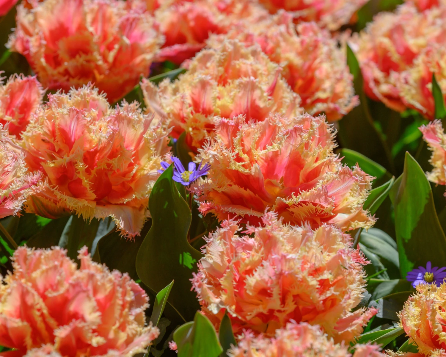 Tulip 'Brisbane' 16 Tulip 'Brisbane' - Image 14