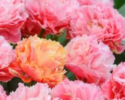 Tulip 'Brisbane' 22 Tulip 'Brisbane' -Beauty Flowers Shop tulip brisbane 12