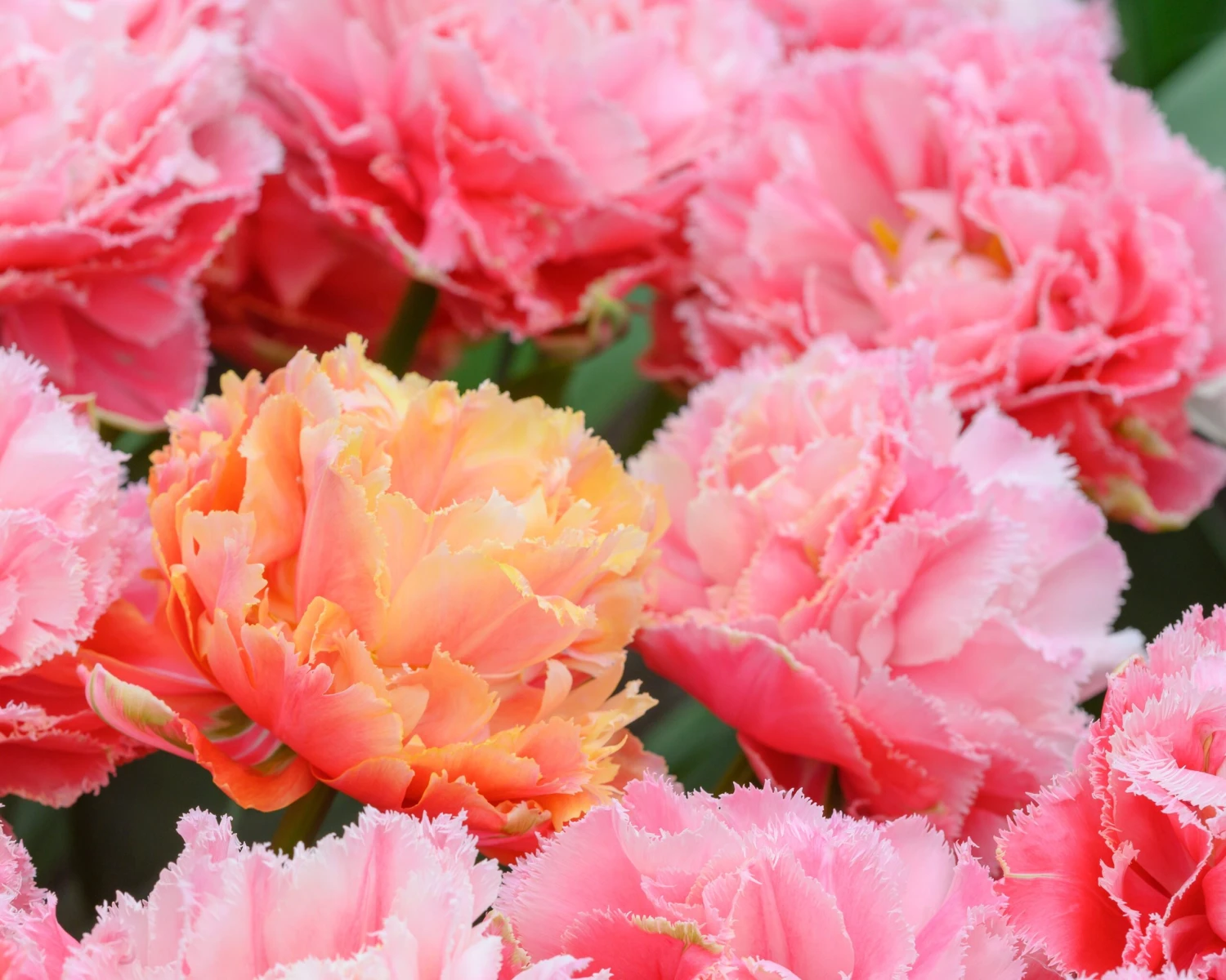 Tulip 'Brisbane' 9 Tulip 'Brisbane' - Image 7