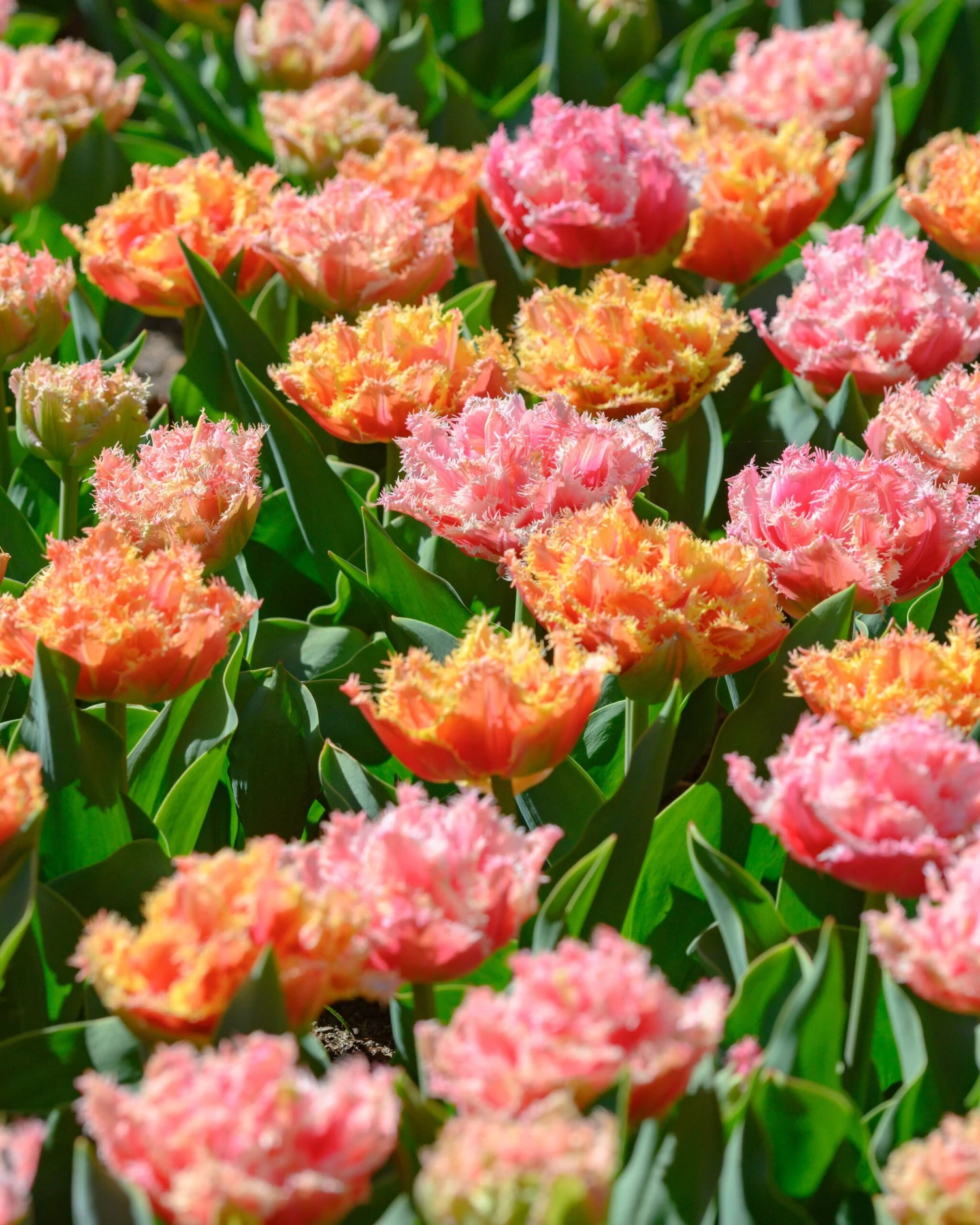 Tulip 'Brisbane' 11 Tulip 'Brisbane' - Image 9