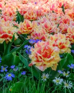 Tulip 'Brisbane' 20 Tulip 'Brisbane' -Beauty Flowers Shop tulip brisbane 14