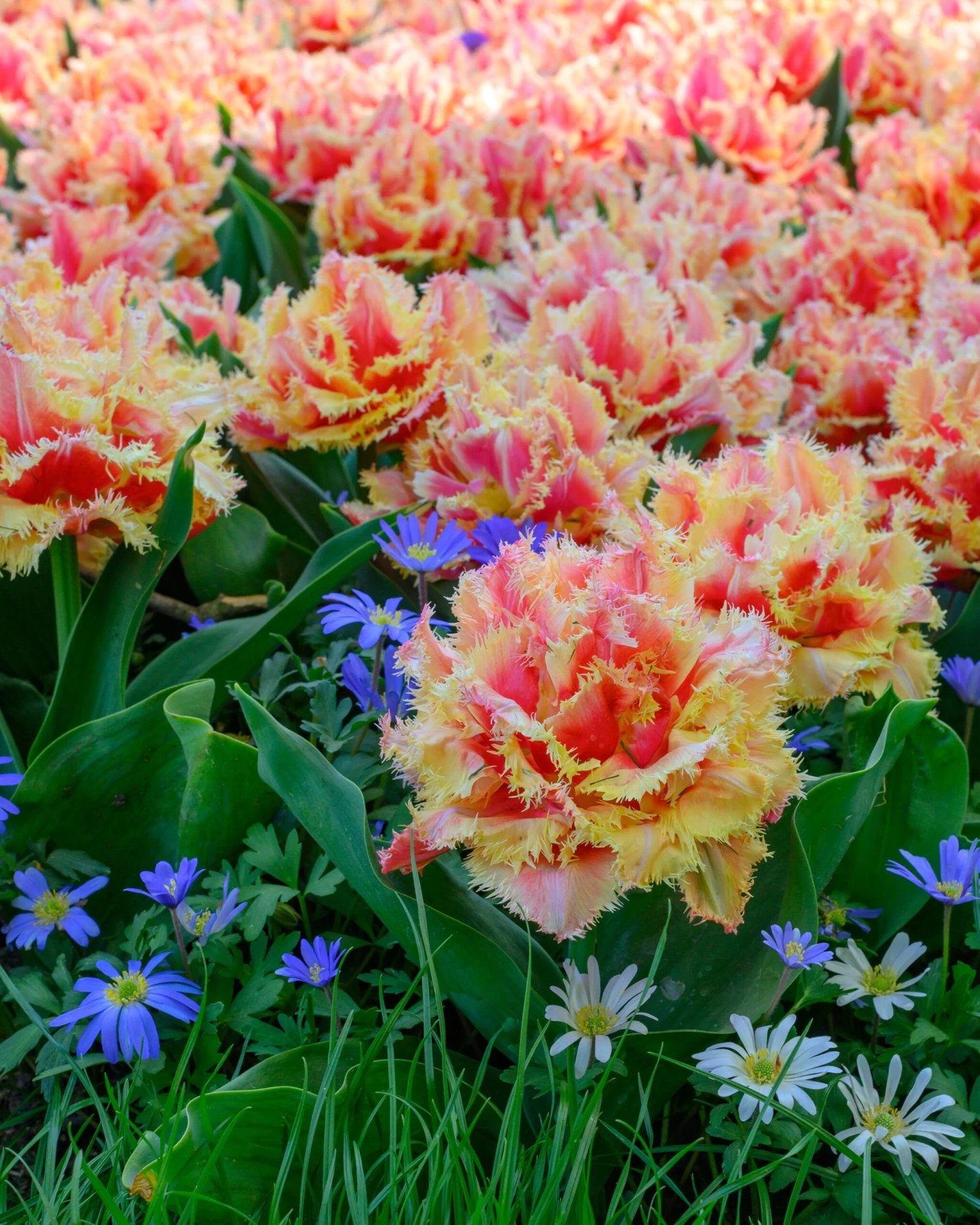 Tulip 'Brisbane' 7 Tulip 'Brisbane' - Image 5