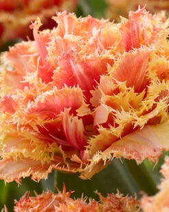 Tulip 'Brisbane' 21 Tulip 'Brisbane' -Beauty Flowers Shop tulip brisbane 3