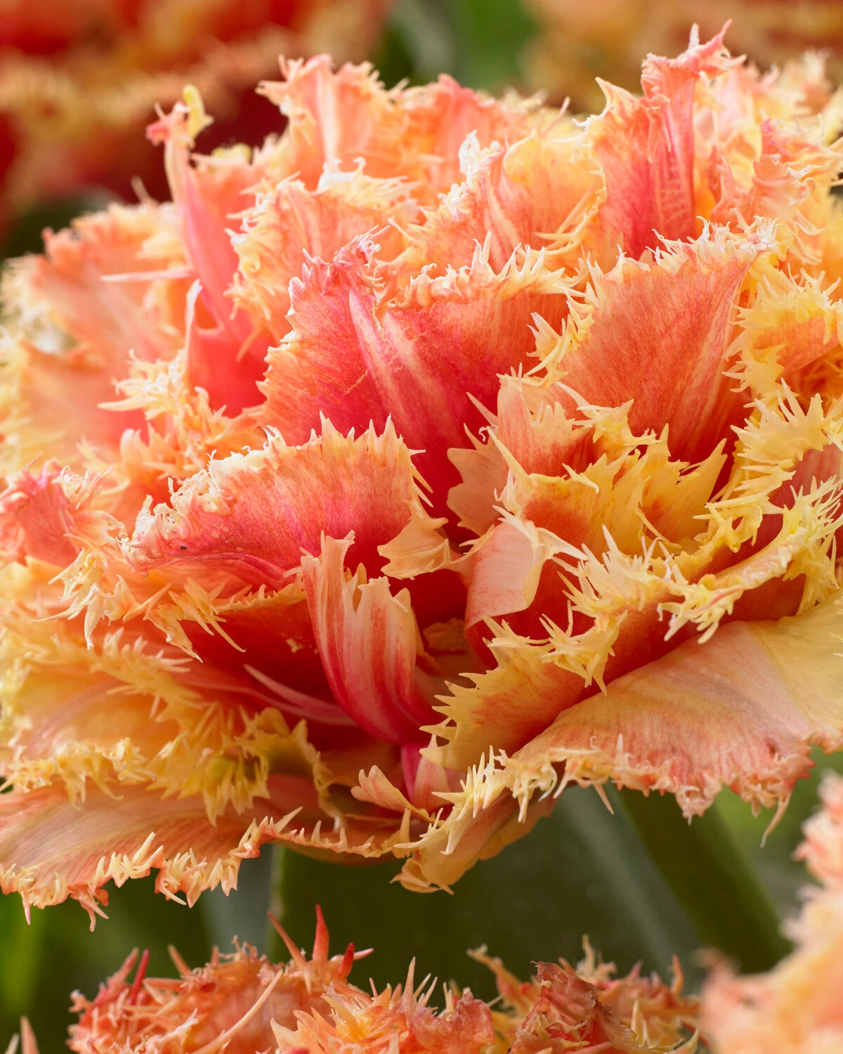 Tulip 'Brisbane' 8 Tulip 'Brisbane' - Image 6