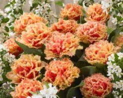 Tulip 'Brisbane' 25 Tulip 'Brisbane' -Beauty Flowers Shop tulip brisbane 4