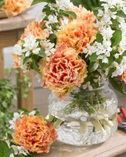 Tulip 'Brisbane' 26 Tulip 'Brisbane' -Beauty Flowers Shop tulip brisbane 5